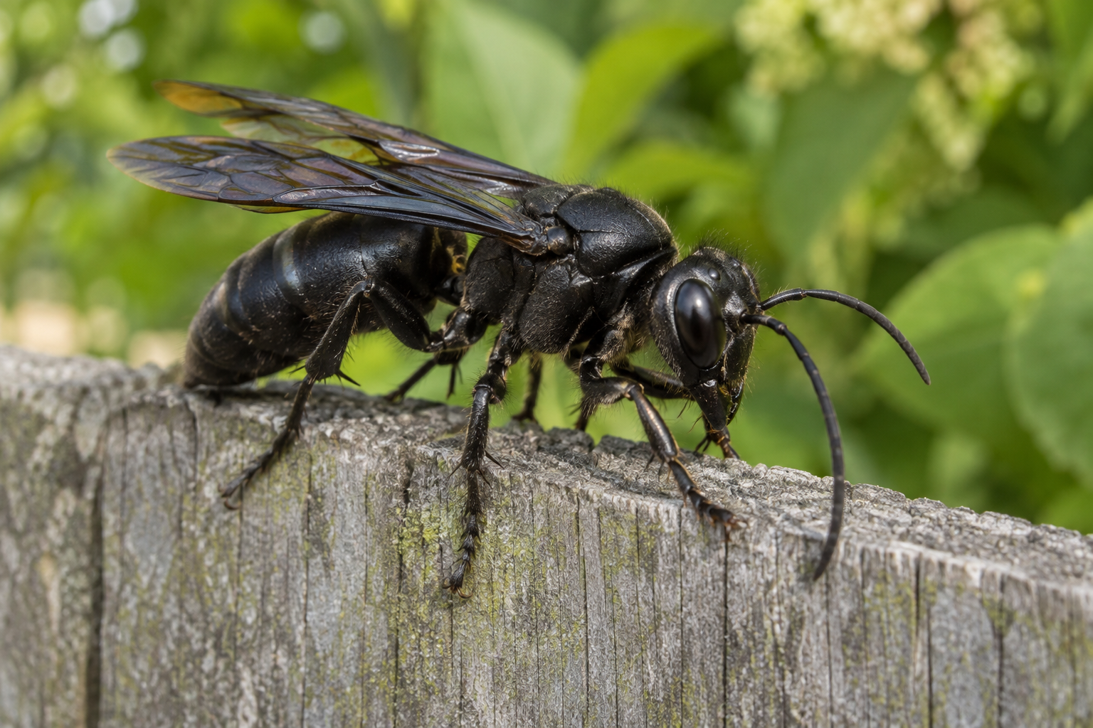Frelon noir : identification, danger et confusions fréquentes